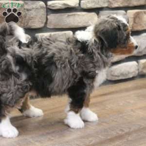 Wynston, Mini Bernedoodle Puppy